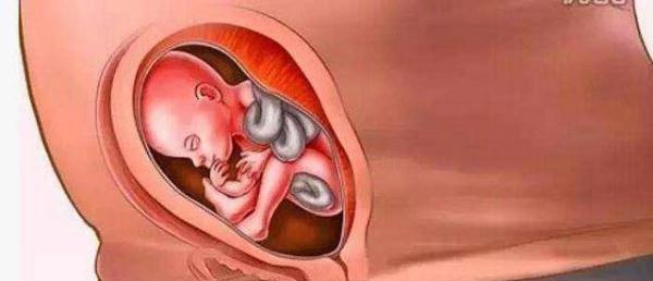 母爱伟大！十张图带你看胎儿成长的壮丽过程