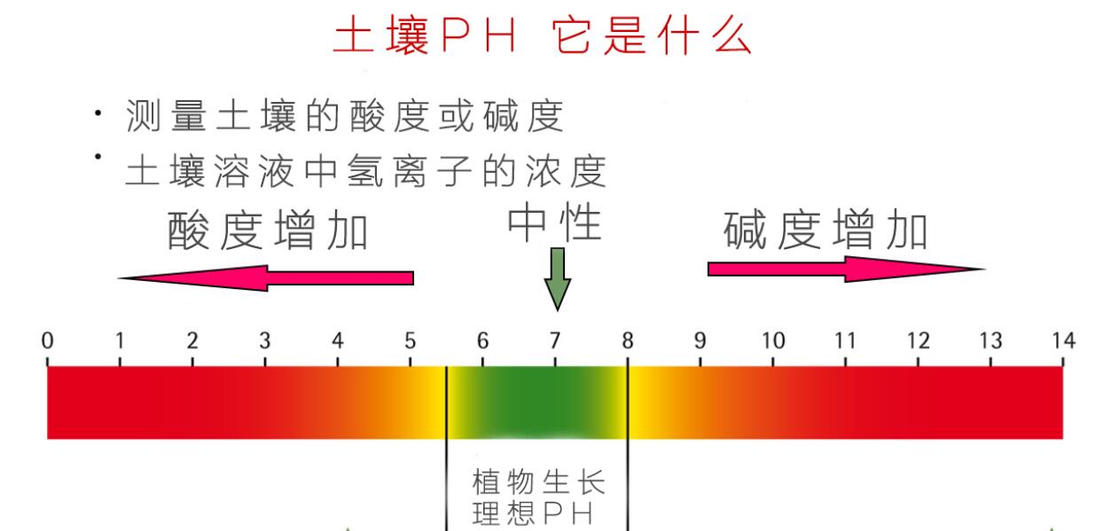 土壤生石灰放多了怎么办,什么时间土壤撒生石灰最合适