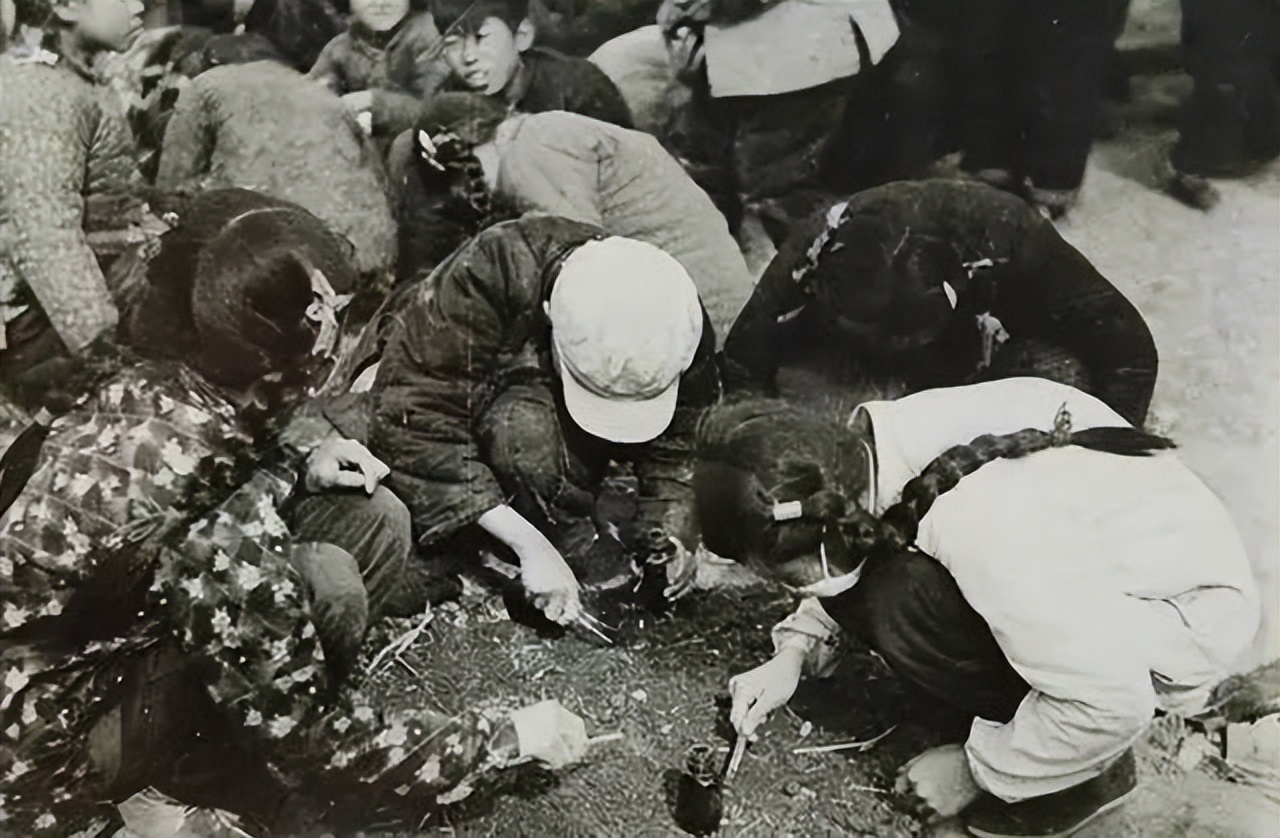 乡愁散文：七十年代的挖蛹灭蝇