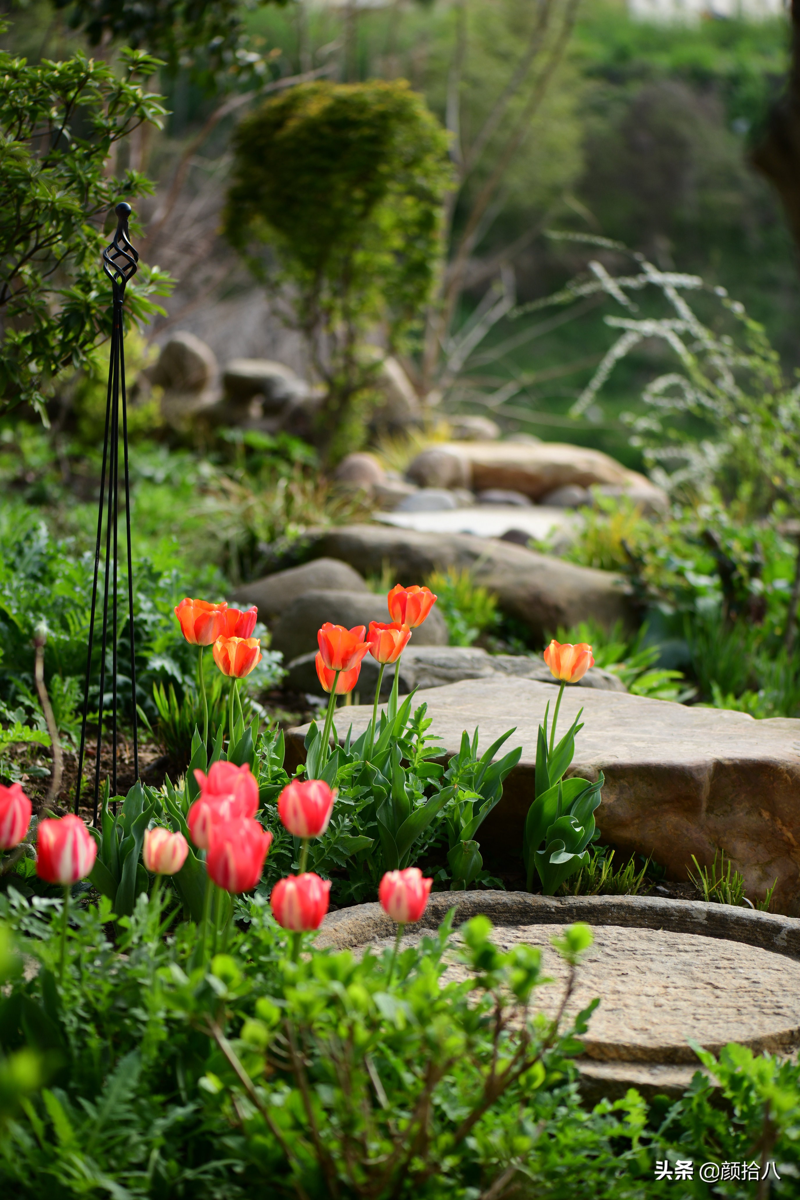 倏然而至的郁金香花季，第一波|园丁