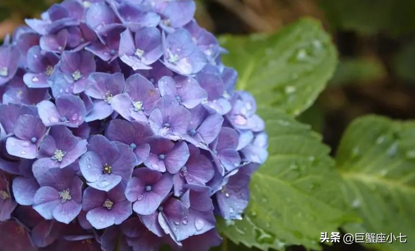 爱一个人，形态多变的狮子座，会撒娇会胡闹，有责任有魄力有担当