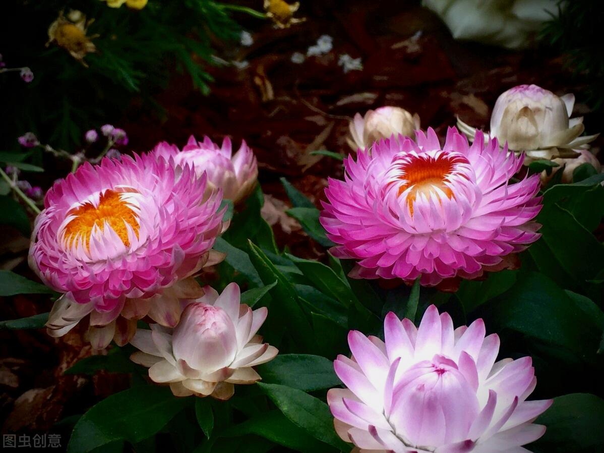 一花一叶最深情，万千*光春**花满园，花开惊艳时光，花香温柔岁月