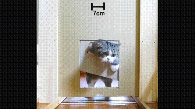 液体猫是真的吗,为什么都说猫咪是液体猫