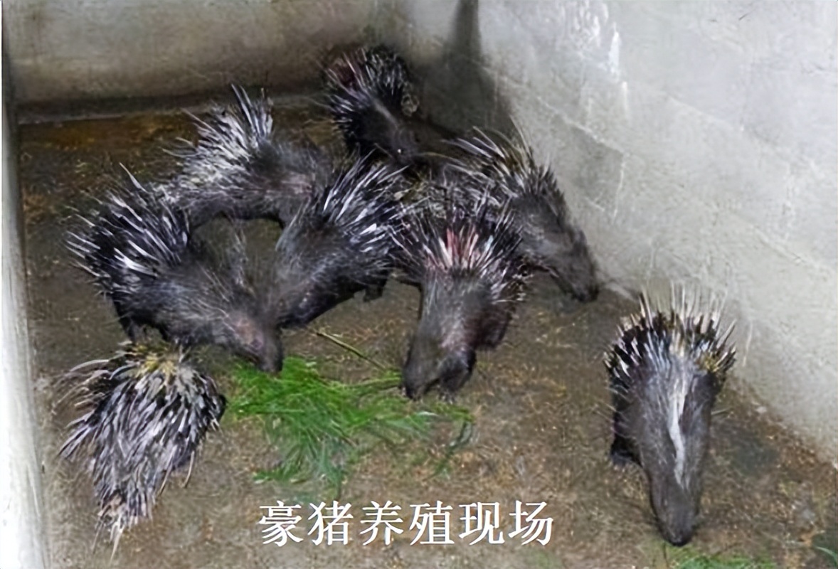 活力重菌泰价格,加强型活力重菌泰