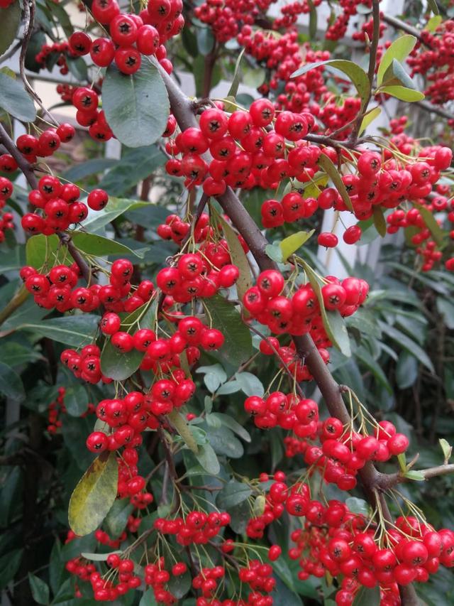 火棘红艳艳,小丑火棘盆景养殖方法和注意事项