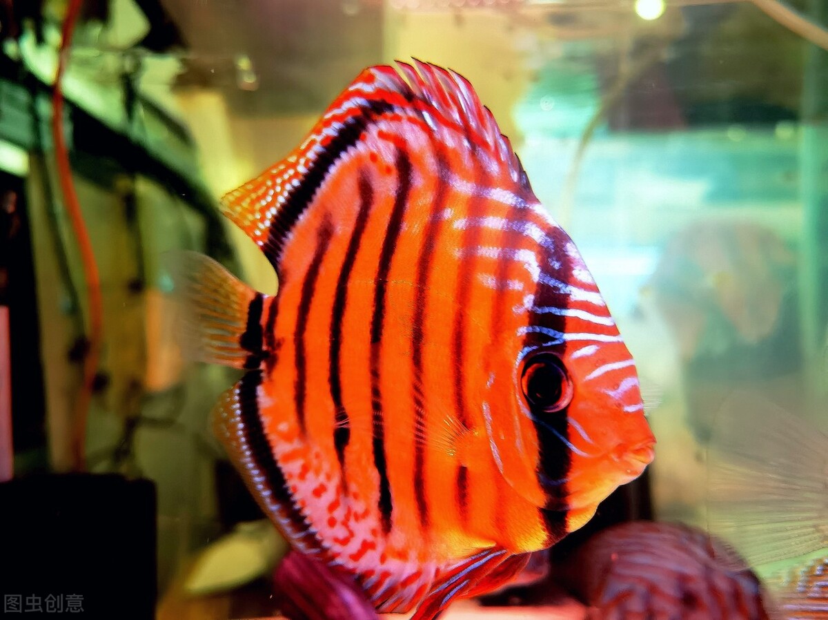 七彩神仙鱼怎么换水才正确,养七彩神仙鱼方法