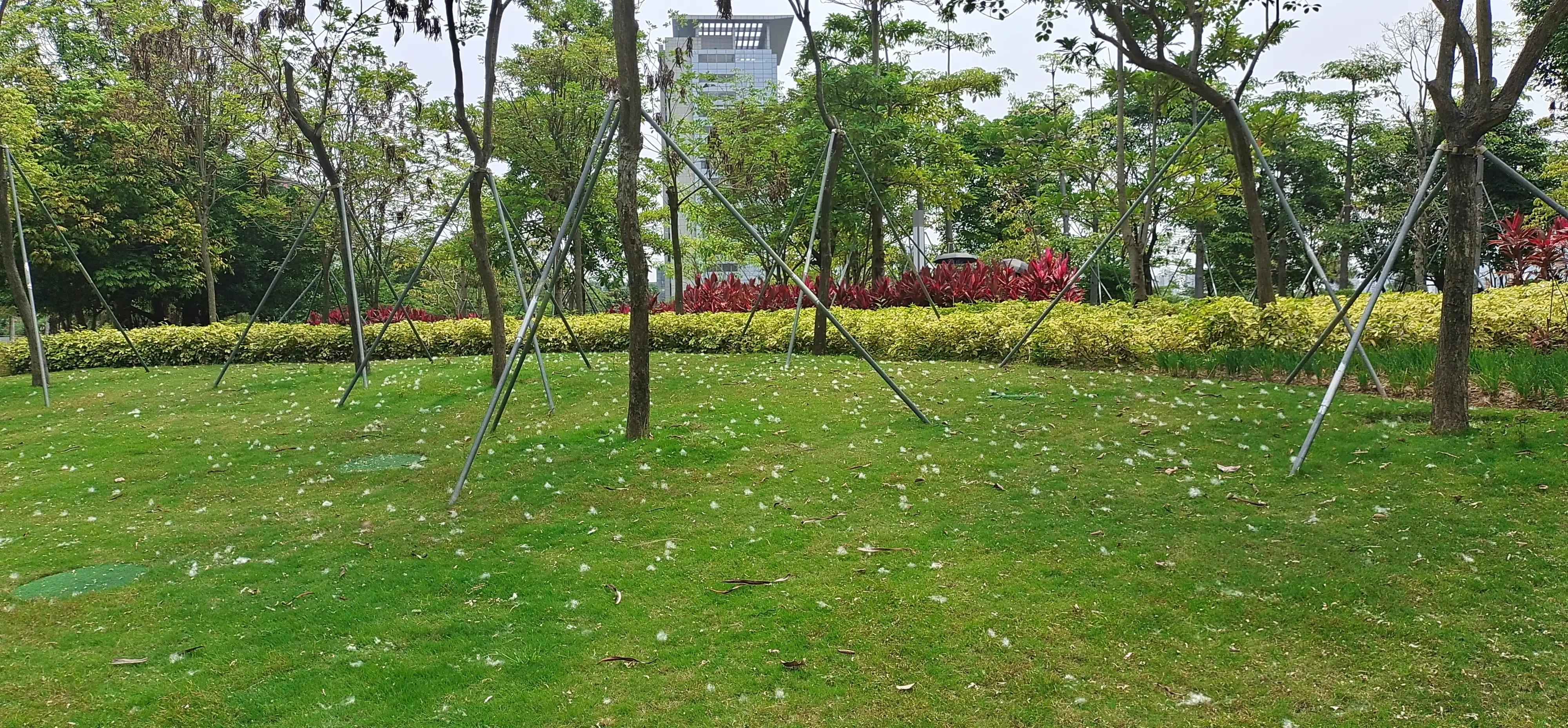 深圳荔枝公园相亲角,深圳福田荔枝公园路线