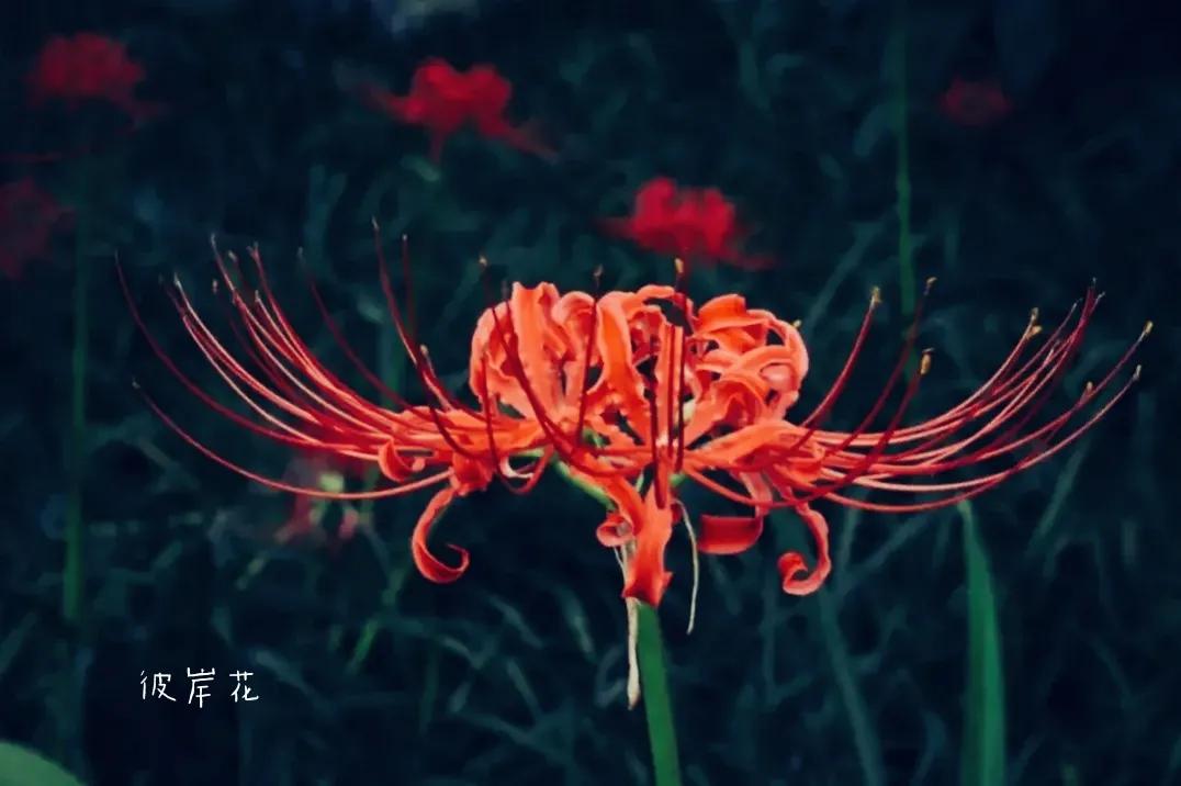 曼珠沙华培育,曼珠沙华要打造什么