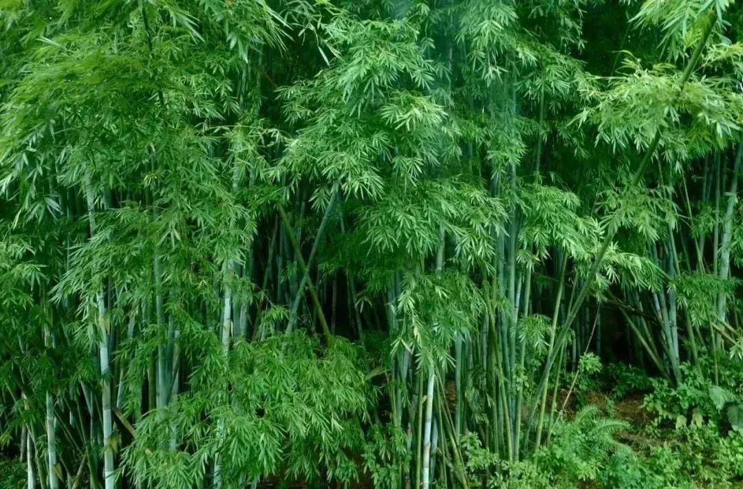 广州增城四季田园民宿,增城网红稻田民宿