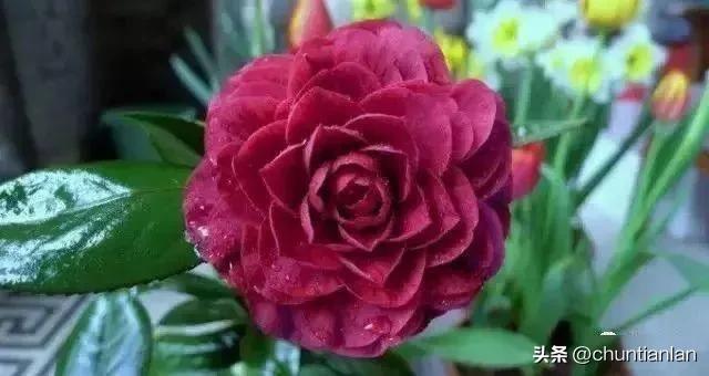 山茶花纯音乐,山茶花