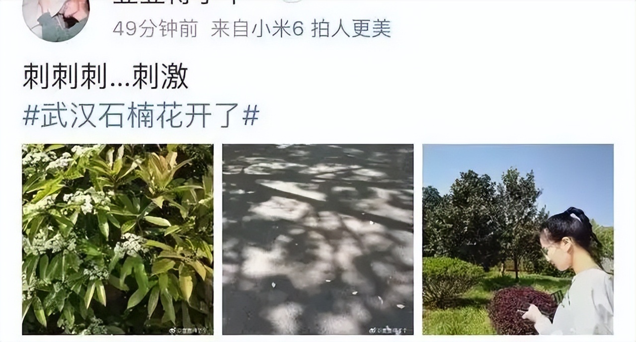 石楠花那么臭为什么要种那么多,石楠花到底是什么