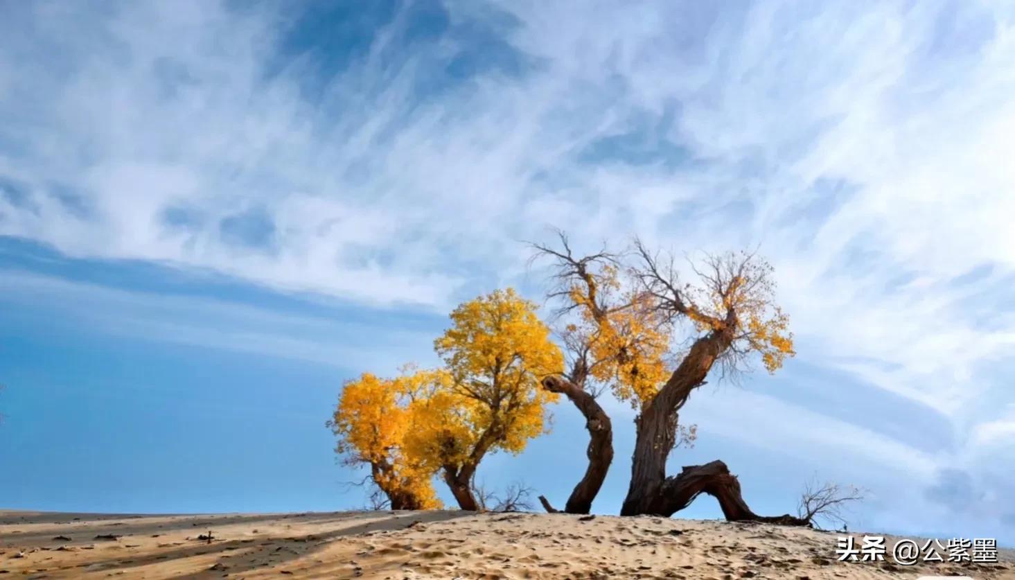 塞外凌寒日月长，大漠飞沙育胡杨，沙漠里不屈的灵魂---胡杨