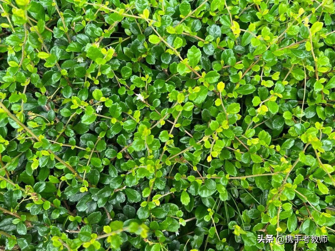 植物树的生长特点及习性,植物种植讲解