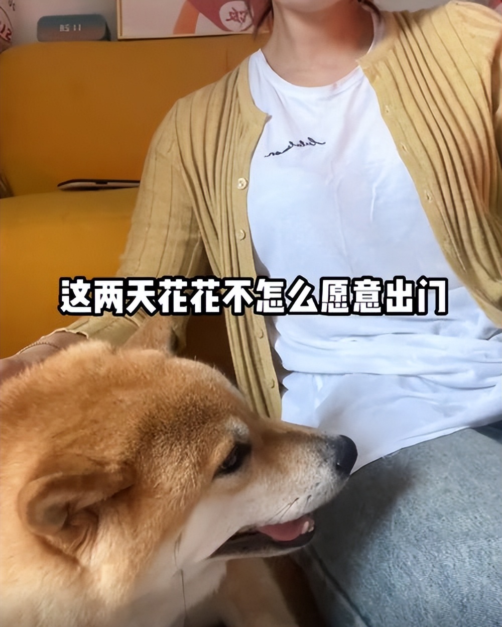 1100块钱柴犬,便宜柴犬和贵的柴犬相遇
