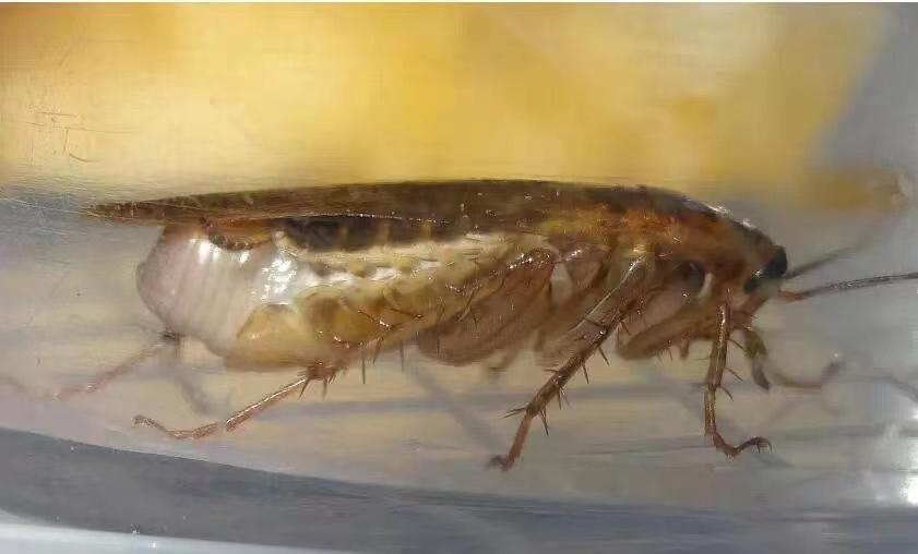 佛弟子是怎么处理家里的蟑螂,家里厨房蟑螂太多处理方法