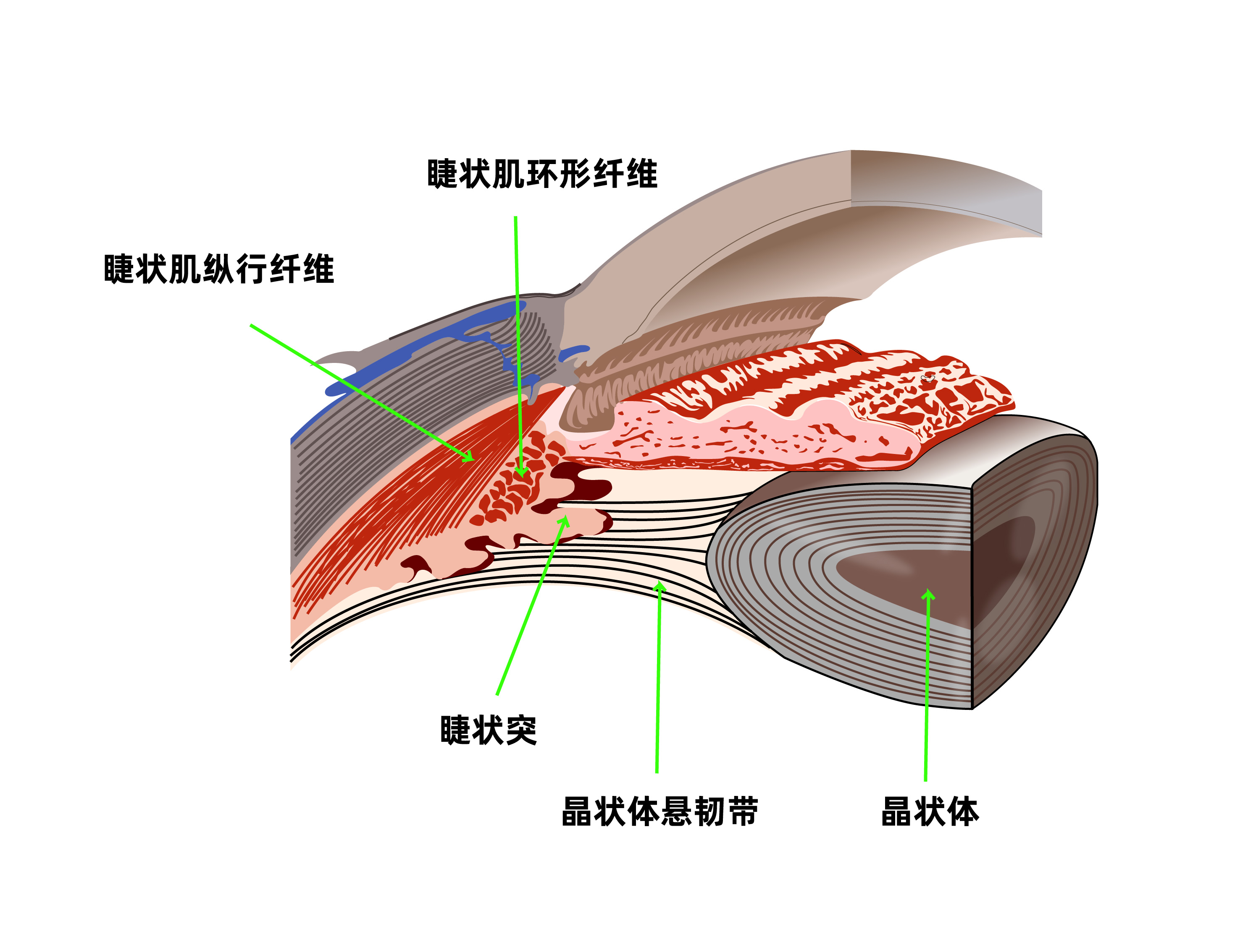 1.0以下视力属于近视吗,裸眼视力0.1等于近视多少度