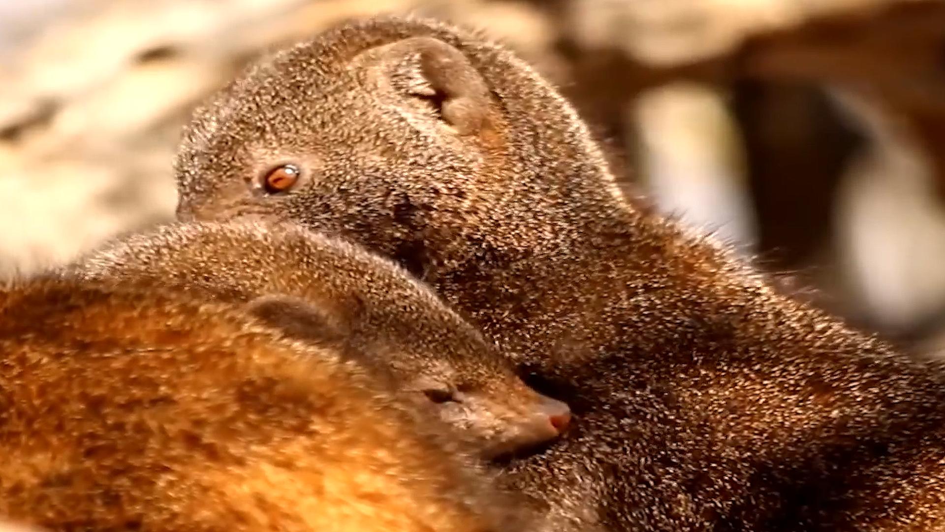 动物界的“地头蛇”，和“非洲一哥”蜜獾有一拼，它究竟是谁？