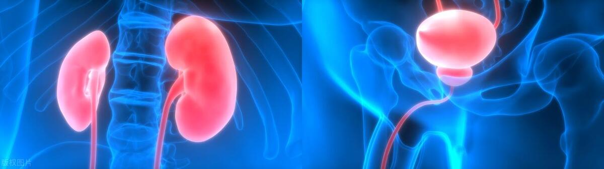 喝了水尿就多说明肾脏好吗,一喝水就尿多代表肾脏好不好