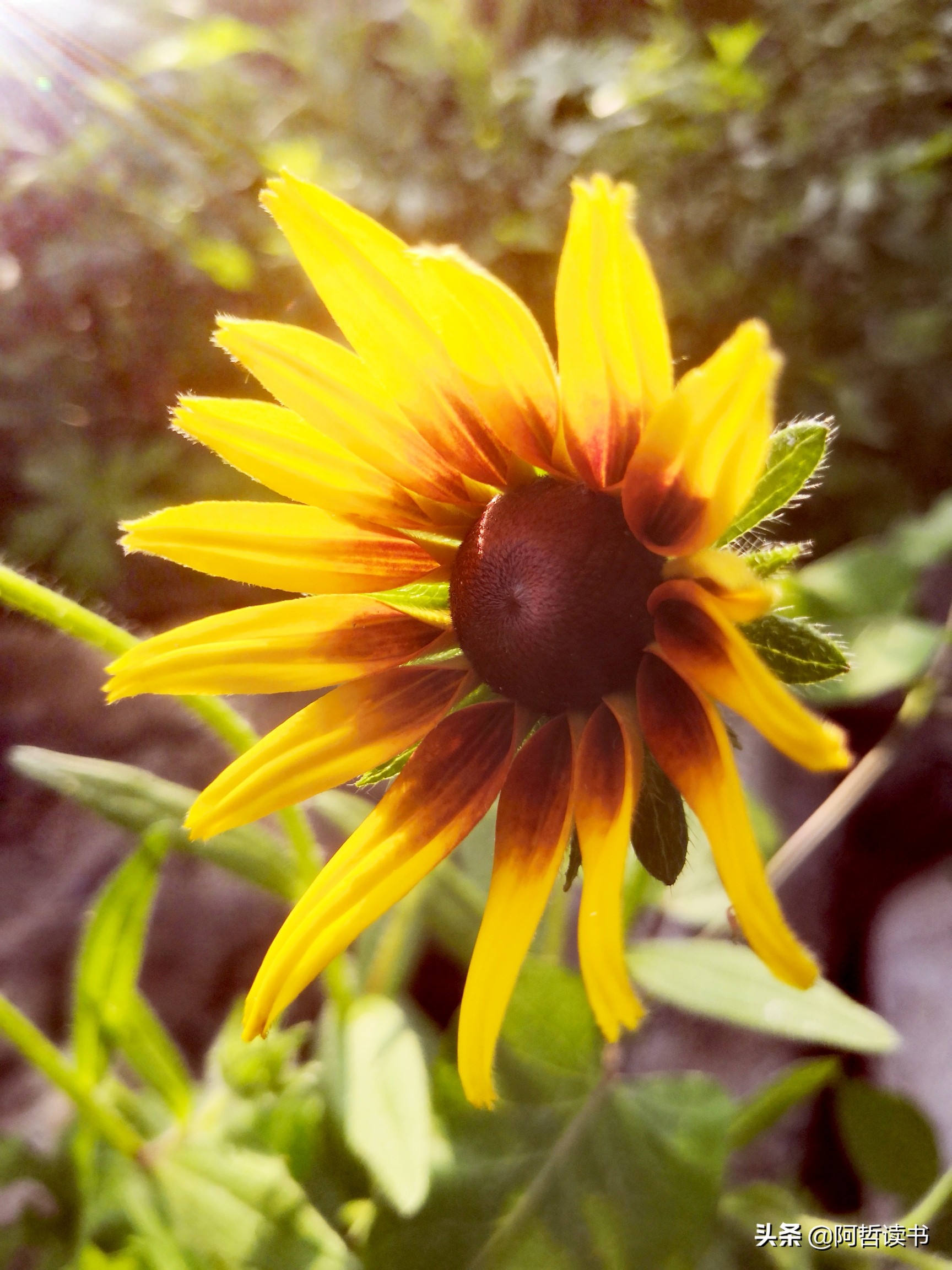 黑心金光菊:花名不雅,花姿灿烂,菊花里独特耀眼的一款