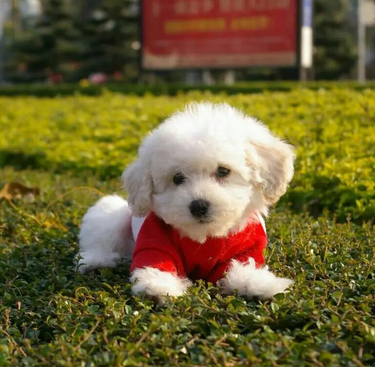 比熊真菌感染脚臭怎么办,比熊脚臭不敢走路怎么办