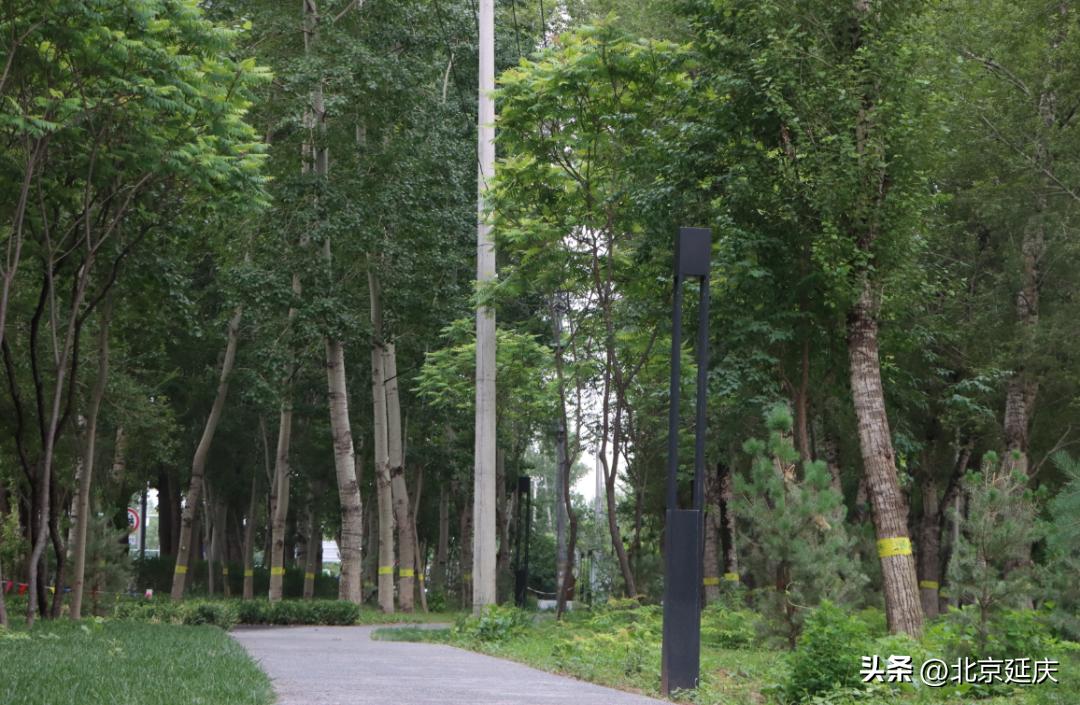 延庆环境治理,四项措施推进街道环境综合整治