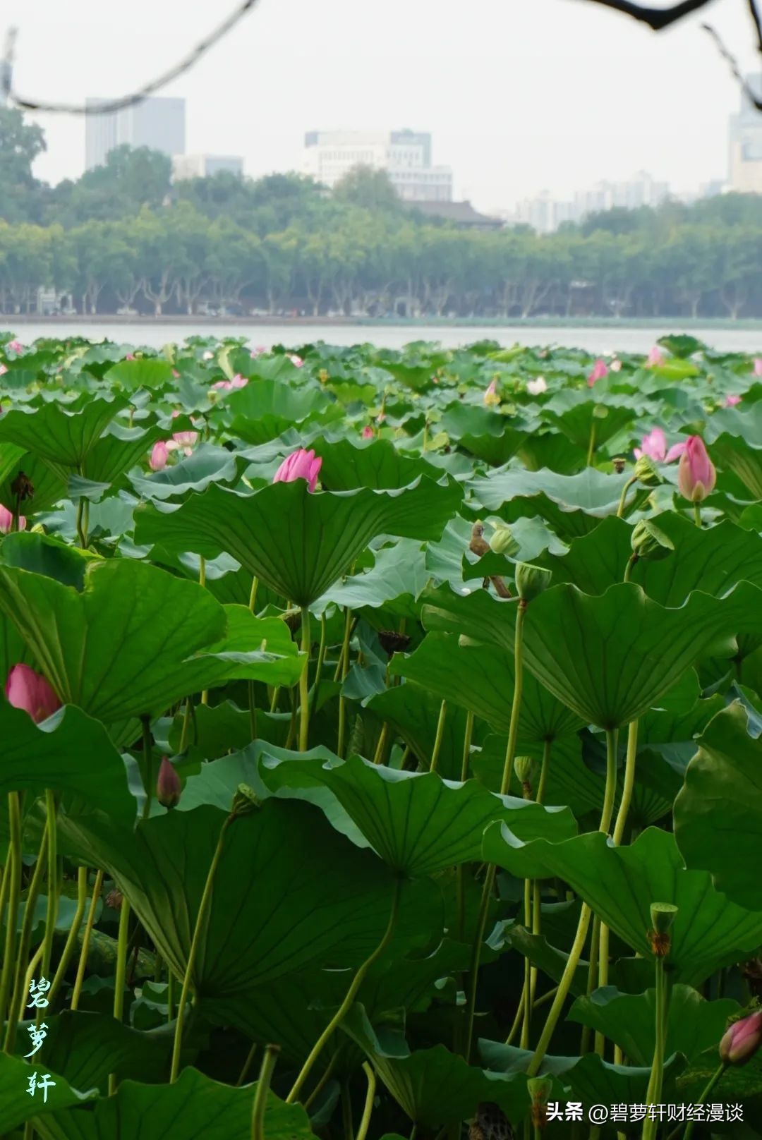 长沙第一波赏荷地图,杭州夏日赏荷地图