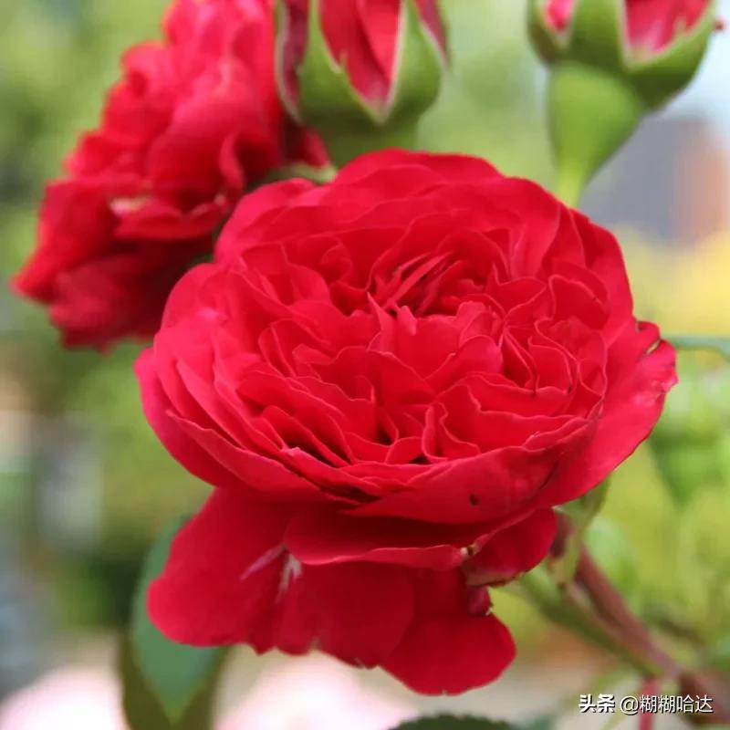 赏心悦目的花朵，风采万千，千姿百态，魅力无限，太美了