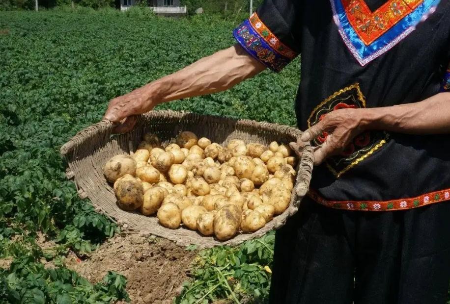 全国哪的土豆最好吃,哪个地方的土豆最好吃最有营养