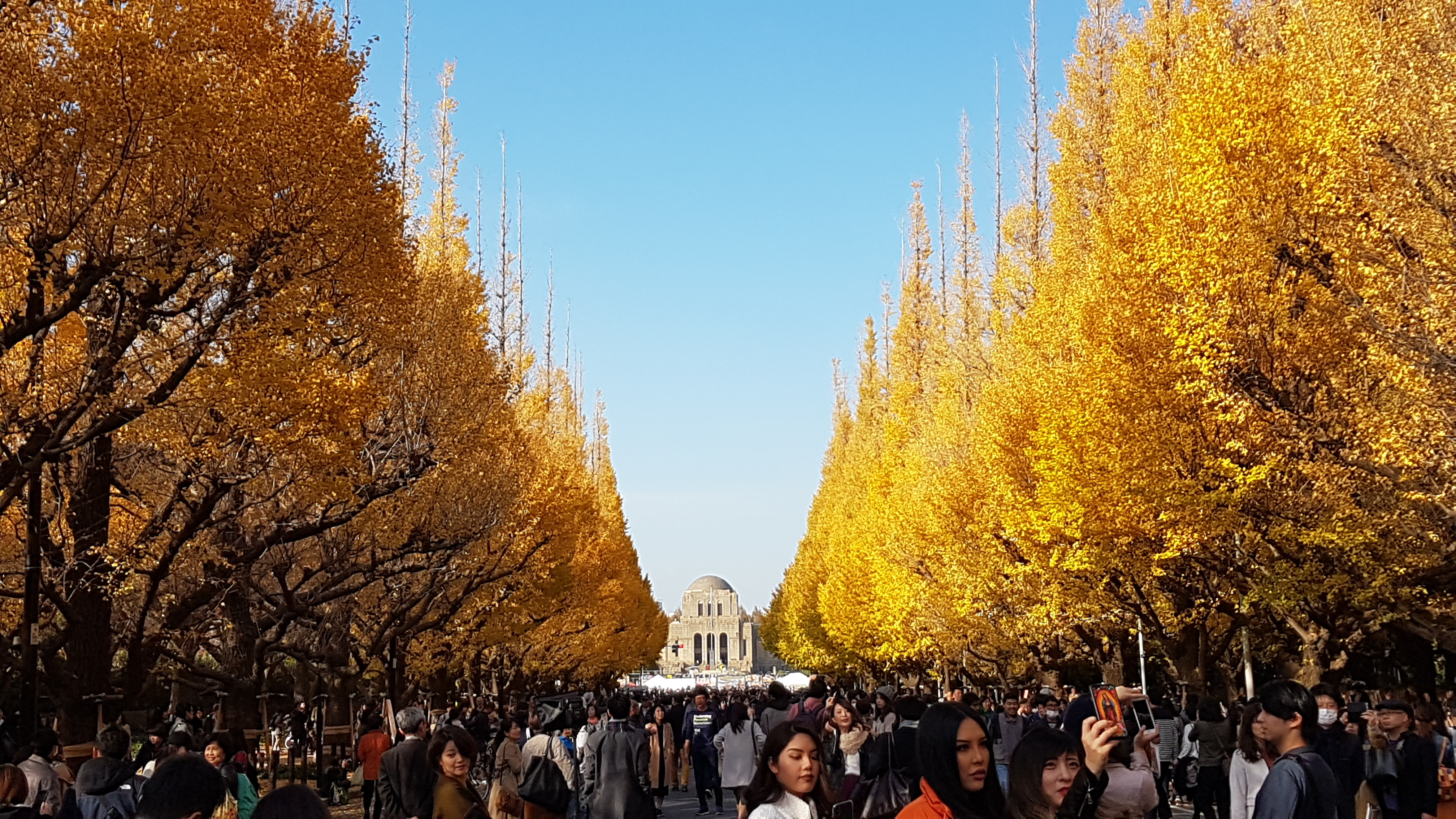 所有野生的银杏树,中国10大银杏树
