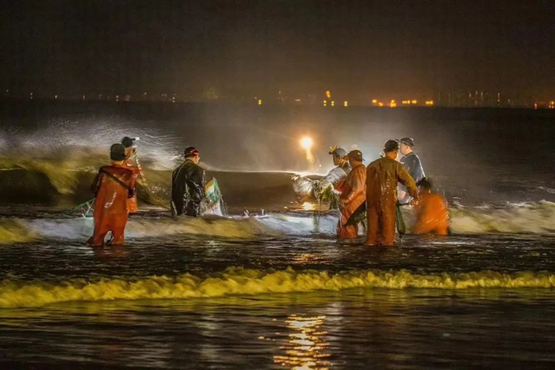 烟台赶海捡海肠,赶海就像捡垃圾