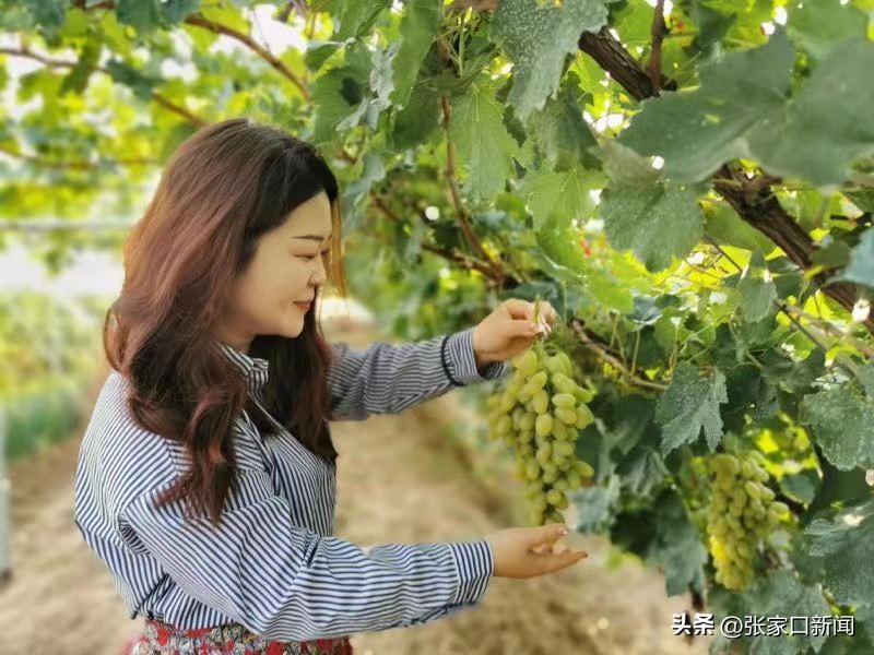 千年葡萄酒图片欣赏,河北怀来葡萄图片