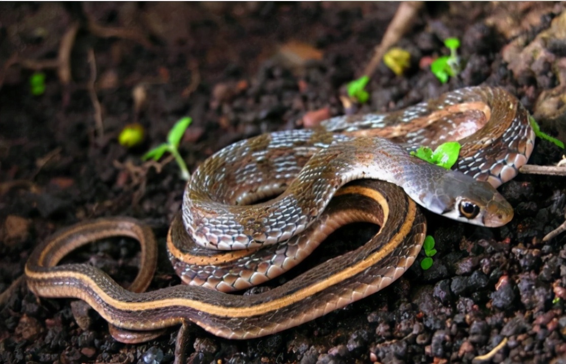 蛊是什么时候存在的,蛊到底是什么