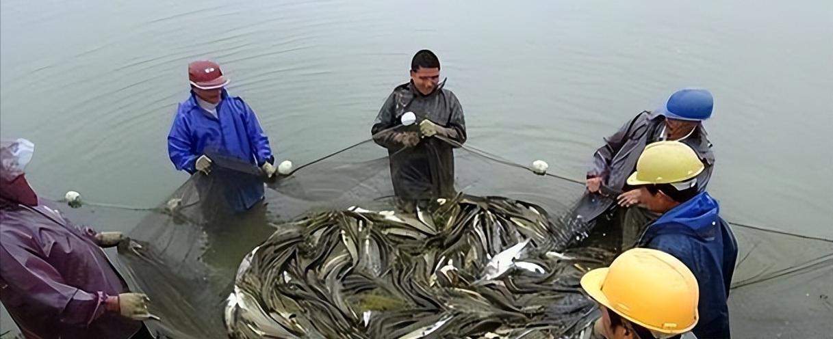 男子花20万买一条鲶鱼3年狂赚上亿,湖北小伙花20万买个鲶鱼