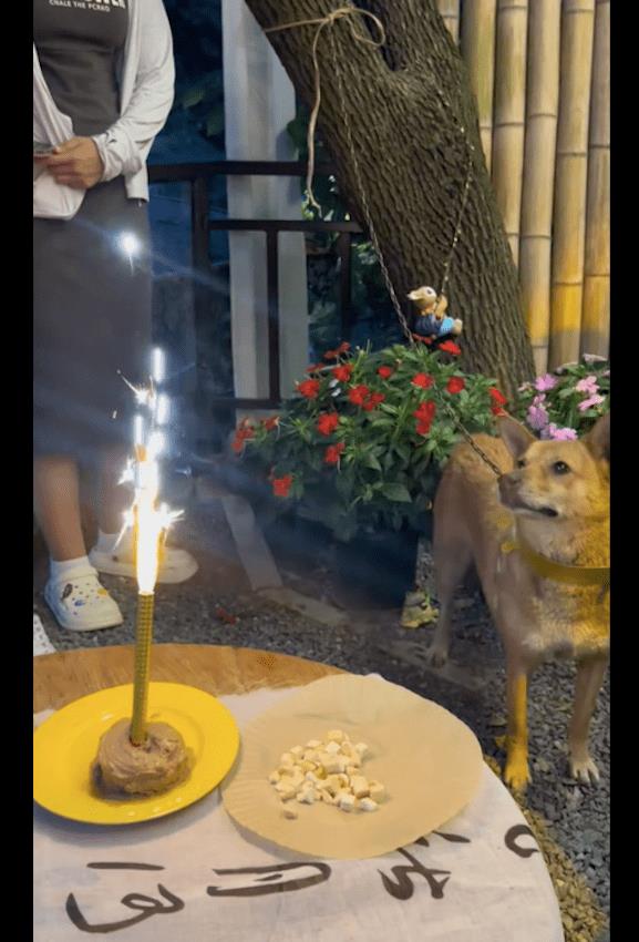 被拴了三年的狗,被拴起来的看门狗