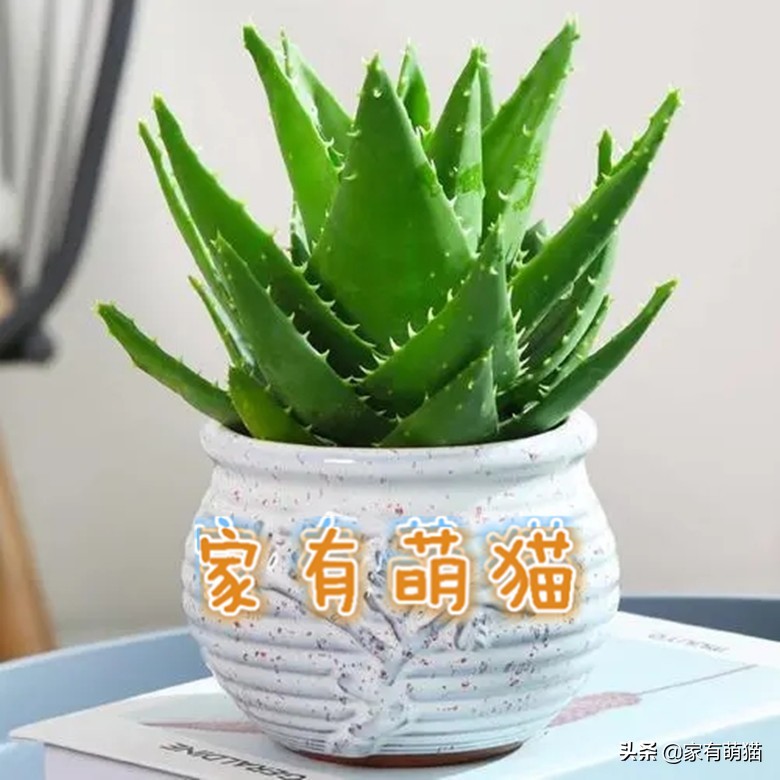 猫咪不喜欢什么花草,猫咪和花草