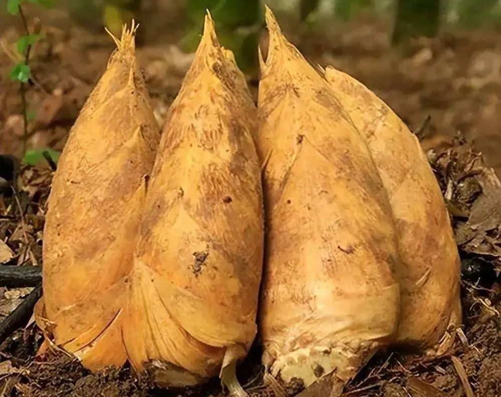 浙江人常吃的蔬菜有哪些,幼儿园常吃的蔬菜有哪些