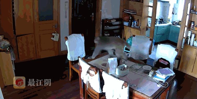 无锡人注意了,猴王出逃