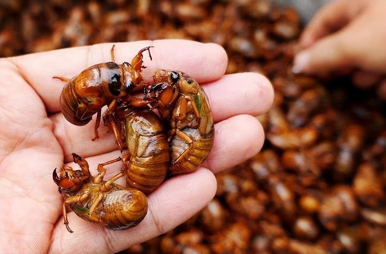 丽水知了每斤卖400元,丽水市民抓知了卖260元一斤