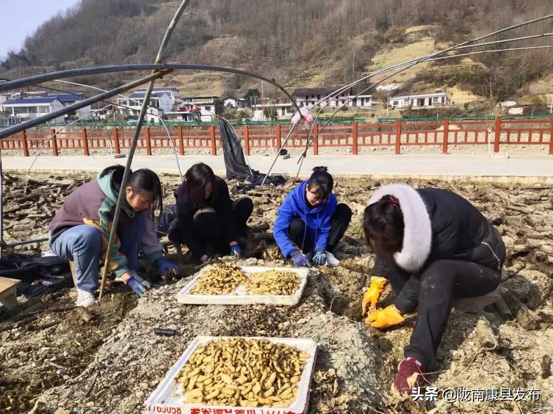 天麻种植产业园,发展天麻种植产业