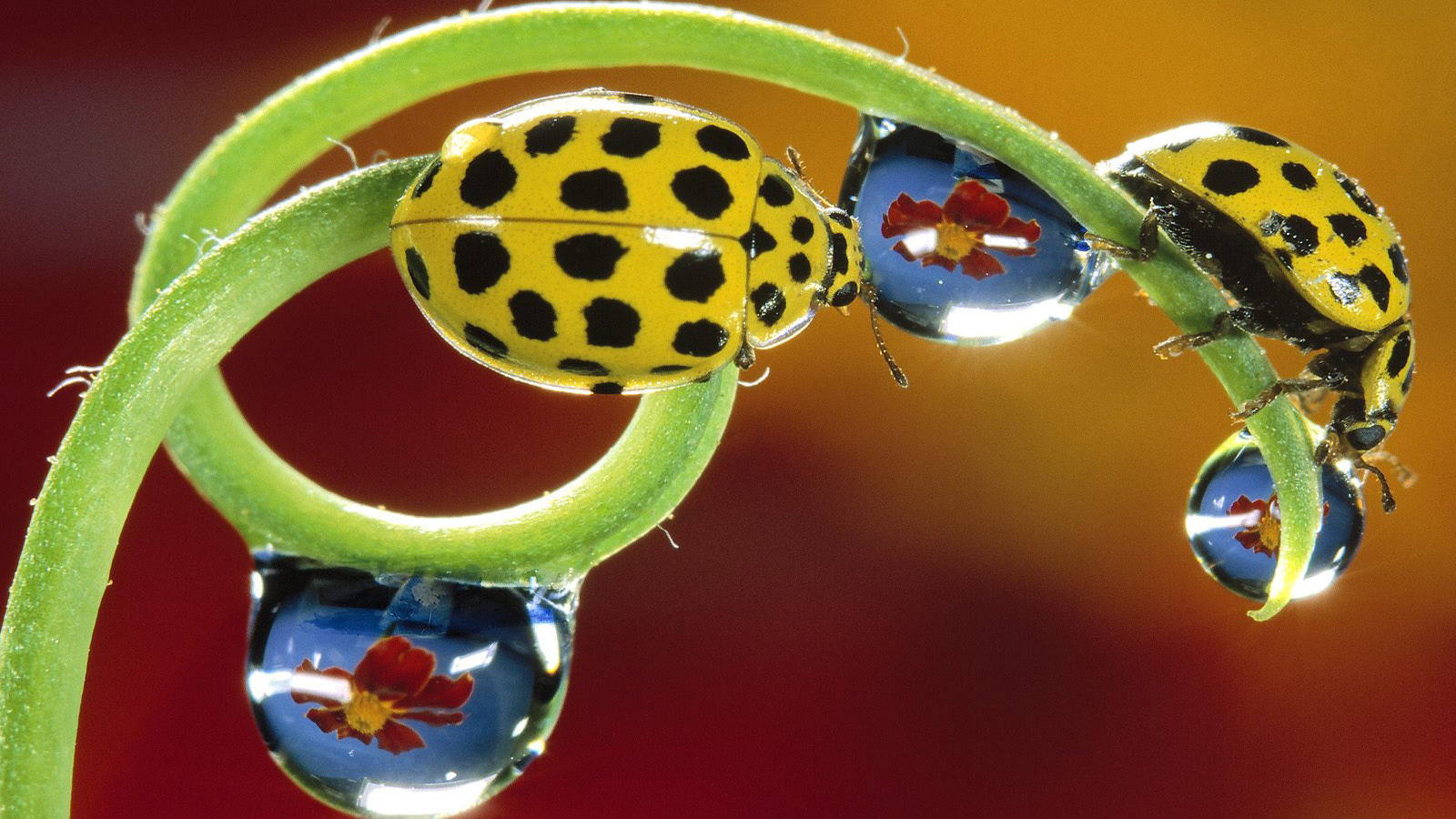 超高清壁纸风格风景电脑桌面,高质量高清电脑桌面壁纸