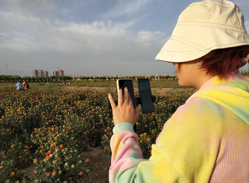 今年红花什么时候采摘,红花夏季最佳采摘时间