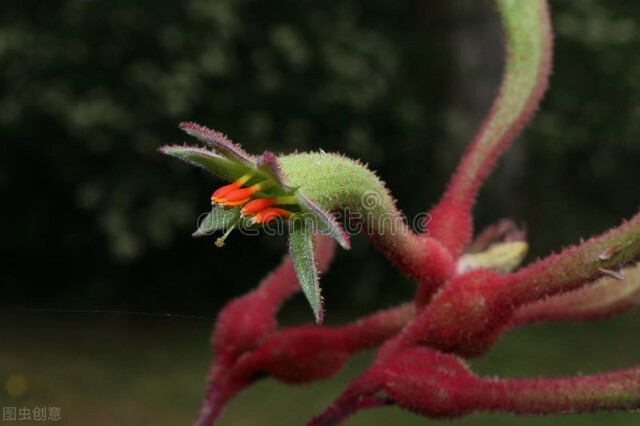长得比较奇葩的植物,植物界奇葩的几种植物