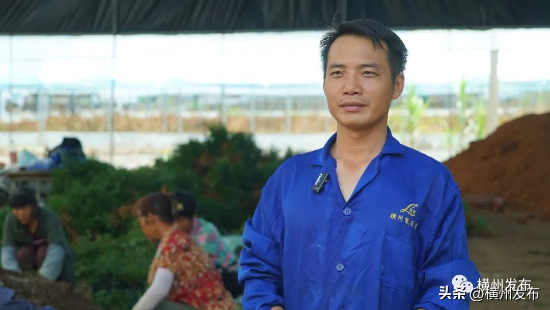 茉莉花盆栽批发南宁,正宗茉莉花盆栽安徽发货