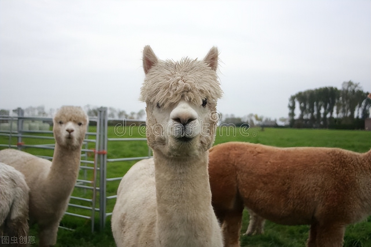 我的导游生涯短片,我的导游生涯