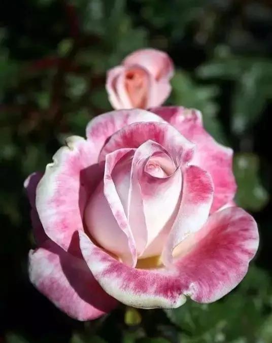 七彩炫光玫瑰花,七彩白玫瑰花