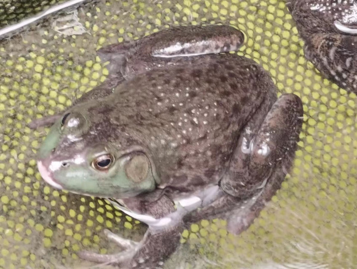 外来入侵水生动物福寿螺,外来水生生物入侵措施