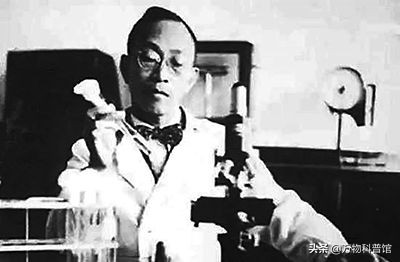 青霉素如何由黄金价变成白菜价的,我国青霉素一吨价格多少