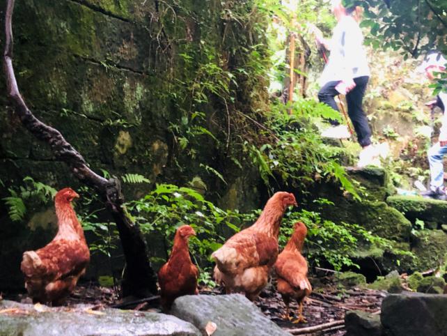 北碚三圣龙王村,重庆北碚山水龙王村
