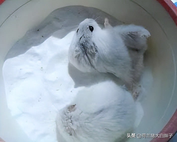 养仓鼠的注意事项和禁忌,仓鼠洗澡攻略