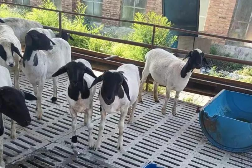 养羊如何赚钱最大化,养羊的风险分析